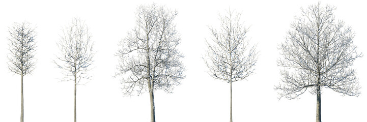 Wall Mural - set of tilia (linden, basswood, lime trees) winter frontal set street trees isolated png in sunny da
