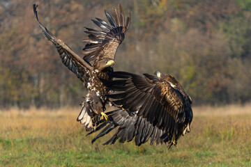 Wall Mural - Eagle battle. White tailed eagles (Haliaeetus albicilla) fighting for food on a field in the forest in Poland