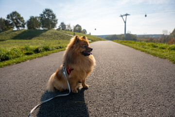 A small dog is sitting on the road with a leash. The dog is brown and has a red collar. The leash is attached to the dog's collar