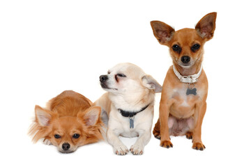 Wall Mural - Three happy chihuahua puppy dogs on a white background