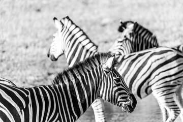 Nature’s Patterns: Zebra in the wild