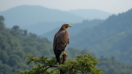 majestic eagle surveying terrain from tree