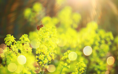 Wall Mural -  field in sunlight with flowers and plants summer