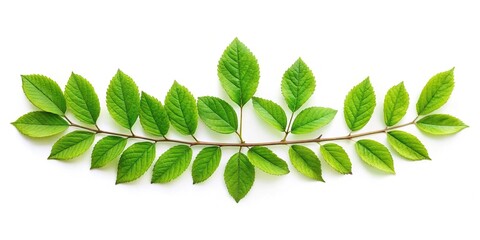 Green twig with leaves isolated on white background