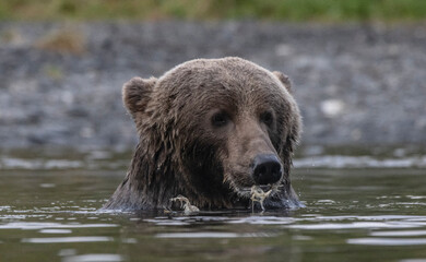 brown bear in water