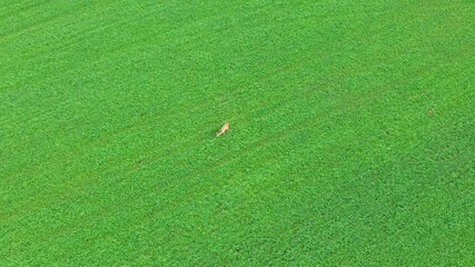 Wall Mural - Top view deer in expansive green meadow