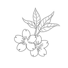 Cherry Blossom flower simple line drawing one or two flower single line simple leafes