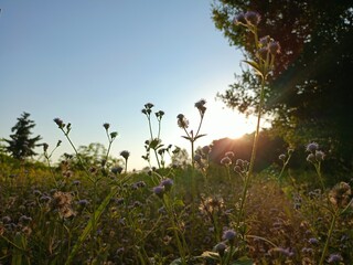 Soft light in a field of flowers