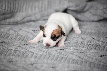 Wall Mural - Newborn Puppy is lying on white blanket