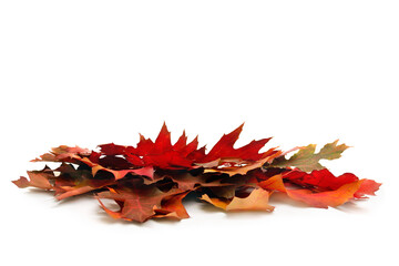 Wall Mural - autumn red oak leaves on a white background with space for text