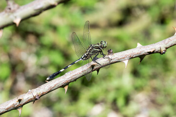 a slender skimmer (orthetrum sabina) dragonfly.