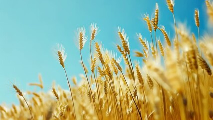 Wall Mural - Golden wheat field under clear blue sky in bright sunlight