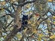 © MariaKitsune - black maine coon cat climbs an apple tree on a sunny autumn day surrounded by yellow leaves on and among the branches and meows