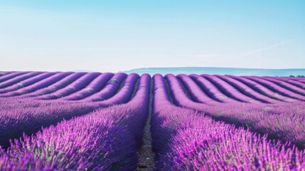 Aufkleber - A picturesque view of the lavender fields in Provence with rows of vibrant purple flowers under a clear sunny sky, idyllic setting with rich purples, Lavender style