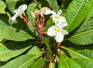 Wall Mural - White yellow frangipani plumeria blossoms