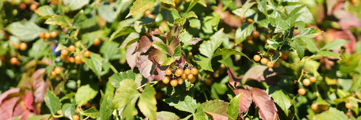 Wall Mural - A cluster of leaves with small, brown fruits growing on them. The fruits are scattered throughout the leaves, with some being larger and others smaller. The overall appearance of the leaves