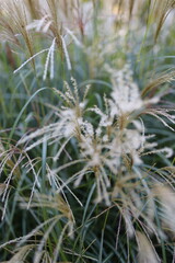 Canvas Print - A field of tall grass with a few brown and yellow flowers. The grass is tall and the flowers are small, scattered throughout the field