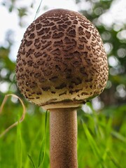 Pilz im Wald als Makro mit unscharfem Hintergrund