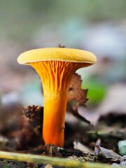 Pilz im Wald als Makro mit unscharfem Hintergrund