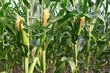 © Oleksandr Filatov - young corn cobs and green leaves on a field background close-up. Corn farm. A selective focus picture of corn cob in organic corn field. concept of good harvest, agricultural. farmland