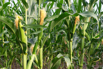 young corn cobs and green leaves on a field background close-up. corn farm. a selective focus pictur