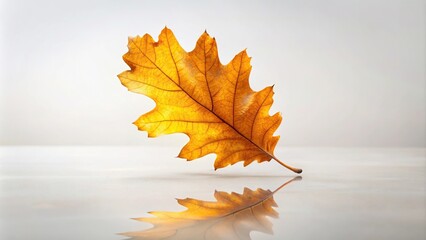 Wall Mural - Symmetrical oak autumn leaves falling to the ground on a white background