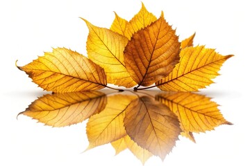 Wall Mural - Yellow brown leaf reflecting on white background