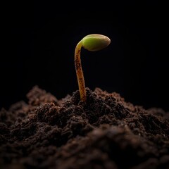 A tiny sprout breaks through the dark soil.