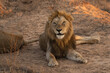 © Anna - A beautiful male lion lays in the golden afternoon light, Greater Kruger