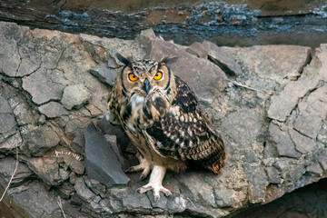 Wall Mural - A Rock eagle owl perched on a ledge in a creek on the outskirts of Bhigwan, Maharastra