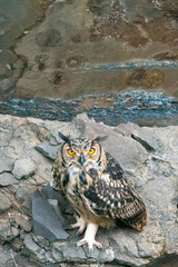 Wall Mural - A Rock eagle owl perched on a ledge in a creek on the outskirts of Bhigwan, Maharastra