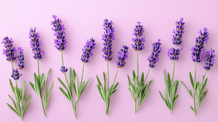 Canvas Print - Delicate Pattern Of Lavender Flowers Scattered Across A Light Lavender Backdrop, Evoking A Sense Of Tranquility And Natural Beauty