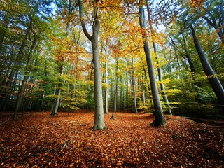 Wall Mural - autumn in the park