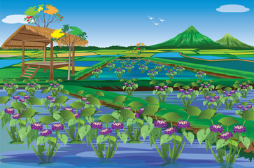 Wall Mural - Water hyacinth has purple flowers in paddy field vector design