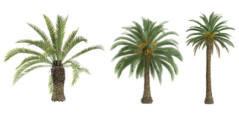 Collection of Date palm,Canary Island date palm on transparent background