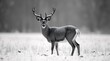 © Pixel Corner - Deer in the woods.