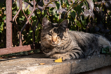 Wall Mural - Tabby cat sleeping on stone fence in the garden on sunny summer day