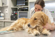 © Tatyana - Veterinarian examining golden retriever dog in clinic