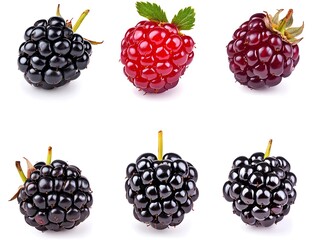 Wall Mural - Ripe blackberry collection isolated on white background