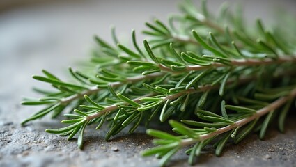 Wall Mural - Fresh rosemary sprigs on stone surface aromatic and vibrant