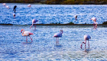 Sticker - Flamingos in Parc natural de s'Albufera de Mallorca