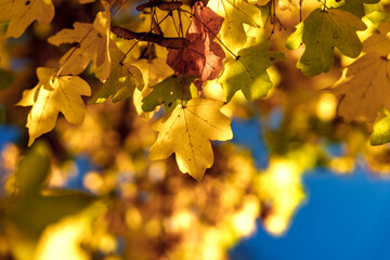 Wall Mural - vibrant yellow autumn leaves gracefully against a soft, blurred background for impact