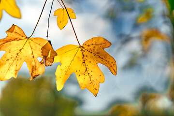 Wall Mural - vibrant yellow autumn leaves gracefully against a soft, blurred background for impact