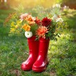 © FREDCassandra - red rubber boots with flowers bouquet in garden natural abstract background symbol of summer end autumn season beginning rustic composition with seasonal flowers copy space