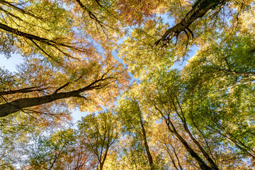 Wall Mural - gazing upward through the colorful autumn trees in a lush, vibrant forested environment