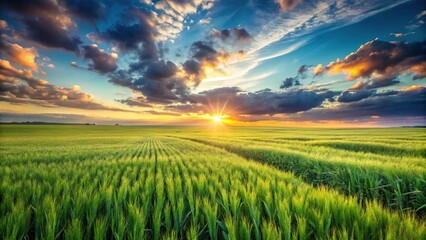 Vast green wheat field bathed in warm sunlight with a colorful sunset sky in wide-angle view