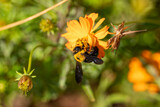 キバナコスモスの蜜を吸う蜂