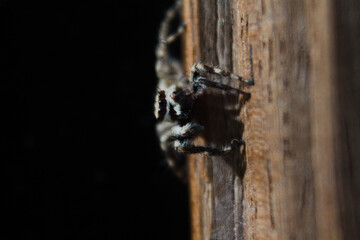 Wall Mural - close up of small spider