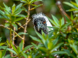 Poster - A bird is peeking out from behind some leaves. The bird is black and white with a red beak