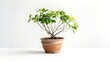 © Playful Creatives - Plants on a pot isolated on a white background